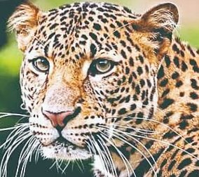 कुंडल परिसरात बिबट्याची दहशत; सहा महिन्यांत दुसऱ्यांदा कुत्र्यावर हल्ला